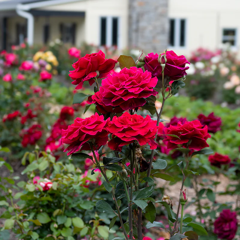 Mister Lincoln Hybrid Tea Rose - Image 3