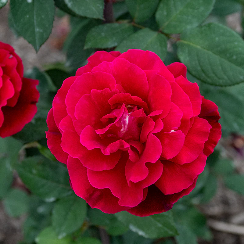 Mister Lincoln Hybrid Tea Rose - Image 4