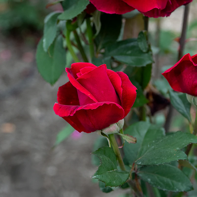 Mister Lincoln Hybrid Tea Rose - Image 5