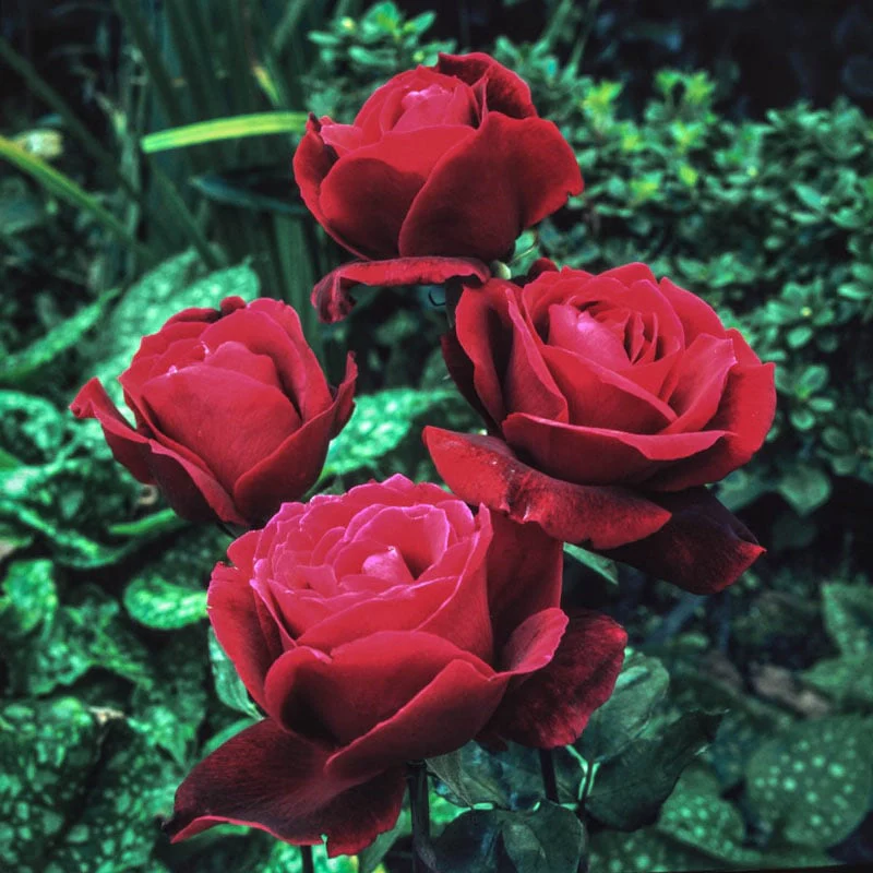 Mister Lincoln Hybrid Tea Rose - Image 6