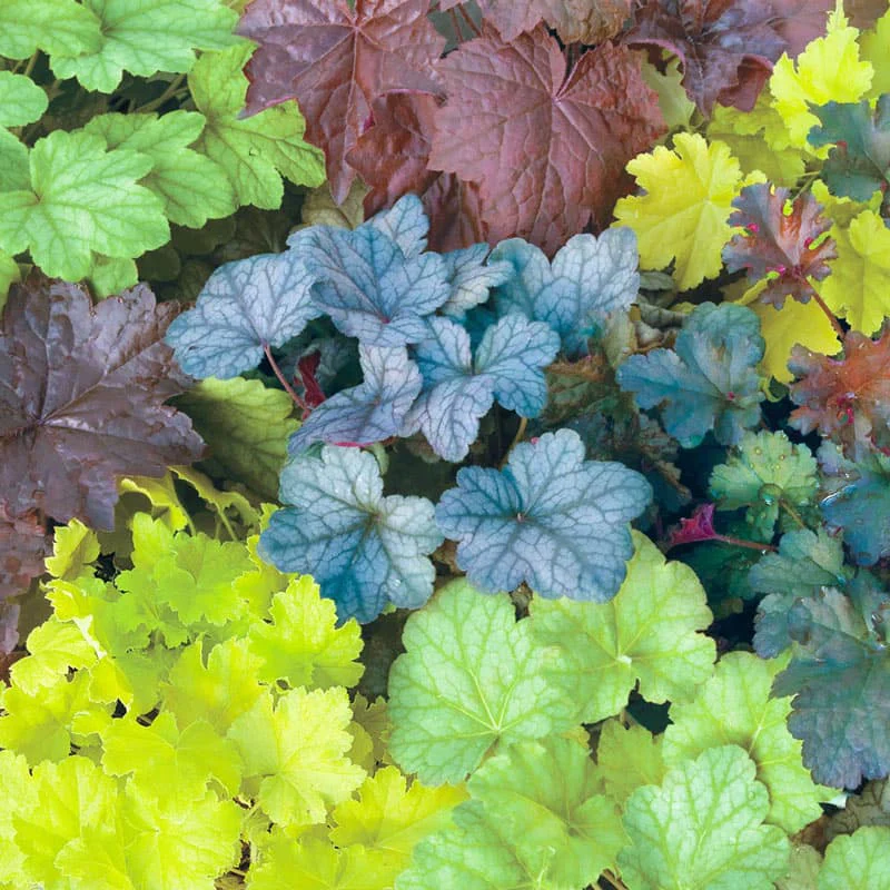 Mixed Coral Bells