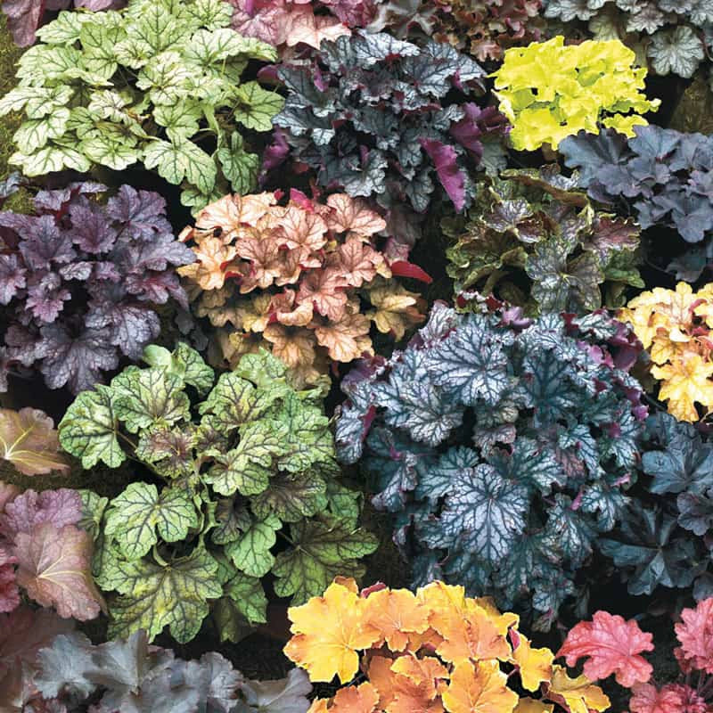 Mixed Coral Bells - Image 2