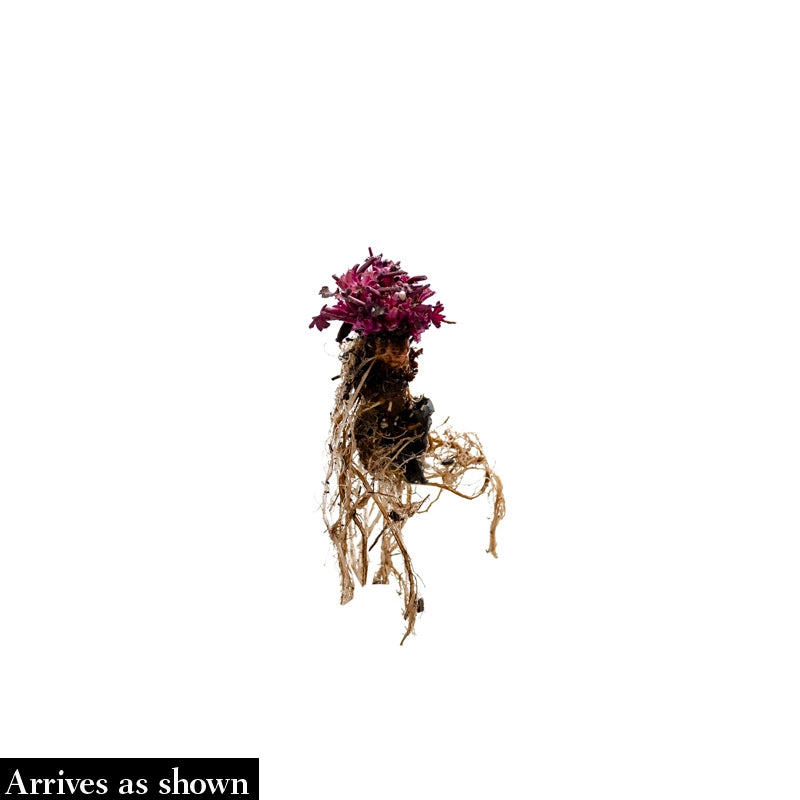 Mixed Coral Bells - Image 3