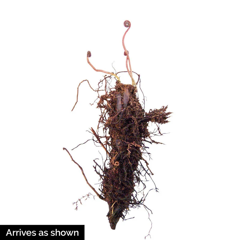 Hardy Fern Mix - Image 2