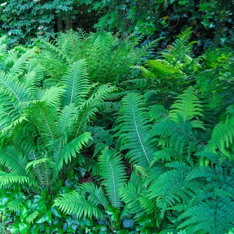 Mixed Hardy Ferns - Image 2