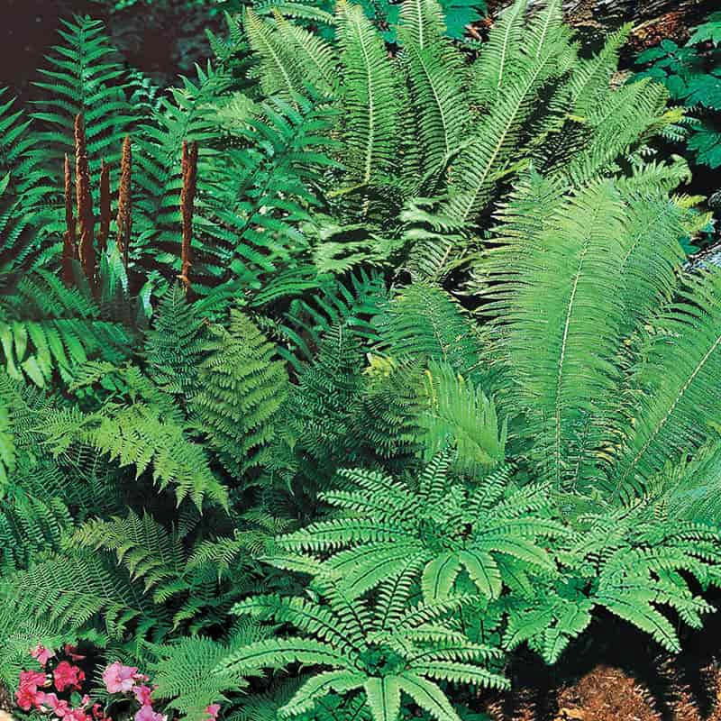 Mixed Hardy Ferns - Image 3