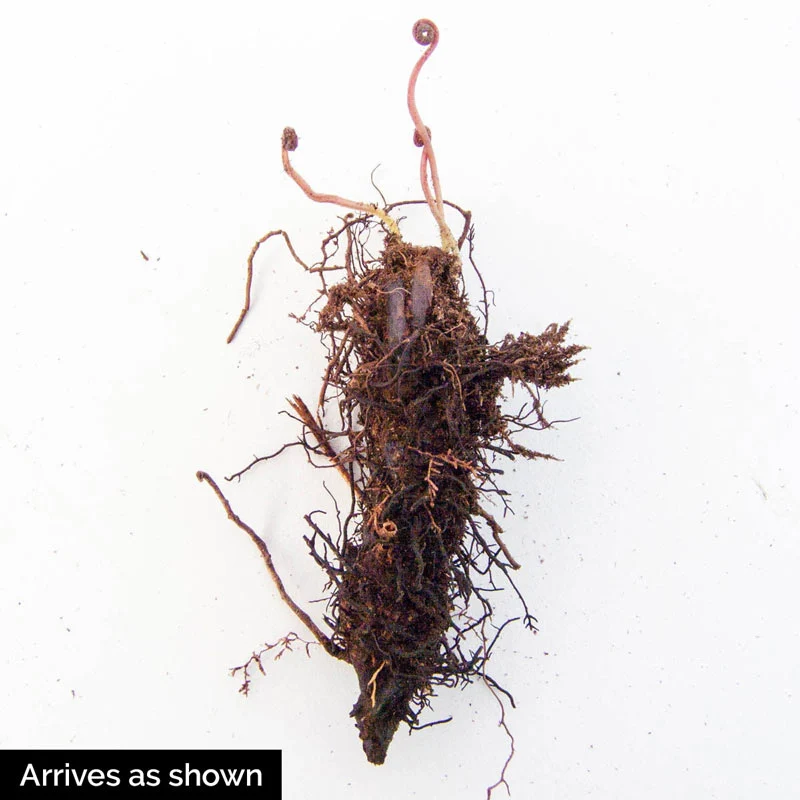 Mixed Hardy Ferns - Image 4