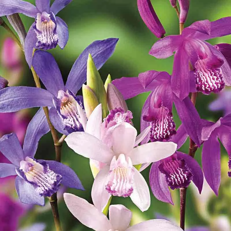 Mixed Hardy Ground Orchids - Image 2