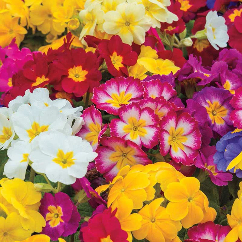 Mixed Hardy Primrose