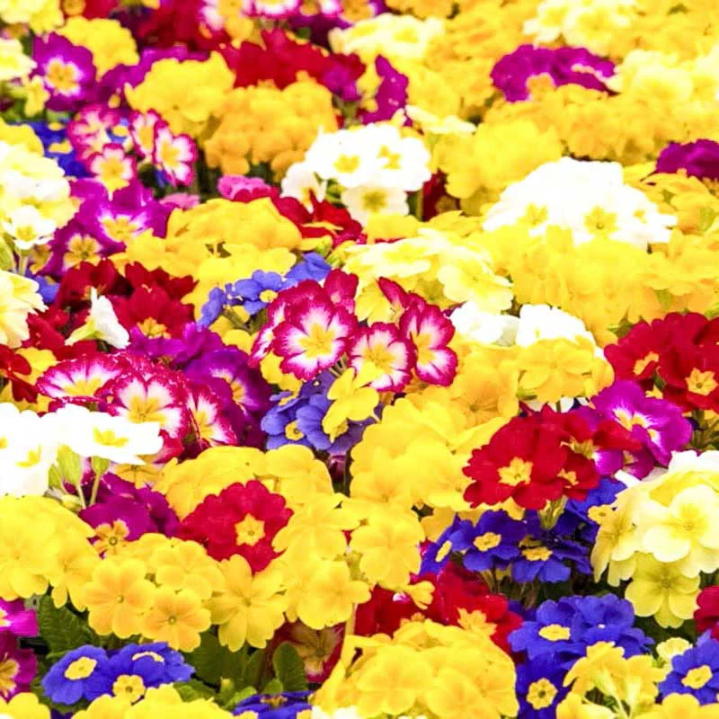 Mixed Hardy Primrose - Image 3