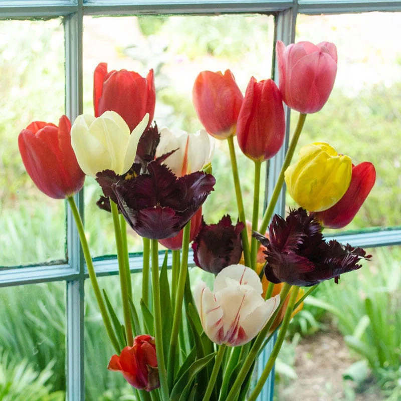 Mixed Long-Stemmed Perennial Tulip Super Bag - Image 2