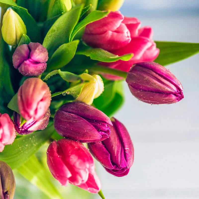 Mixed Long-Stemmed Perennial Tulip Super Bag - Image 3