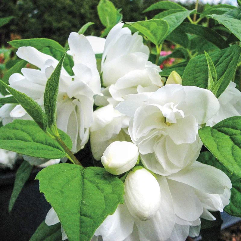 Snowbelle Mockorange - Image 3