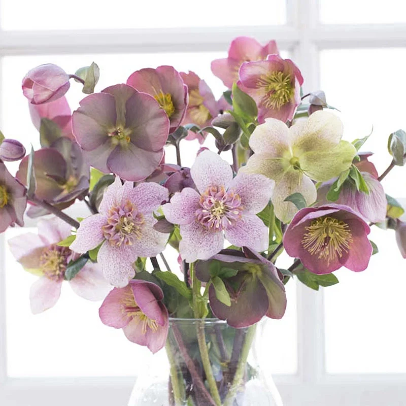 Molly's White Hellebore - Image 2