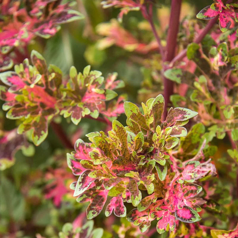 Molten Coral Coleus - Image 2