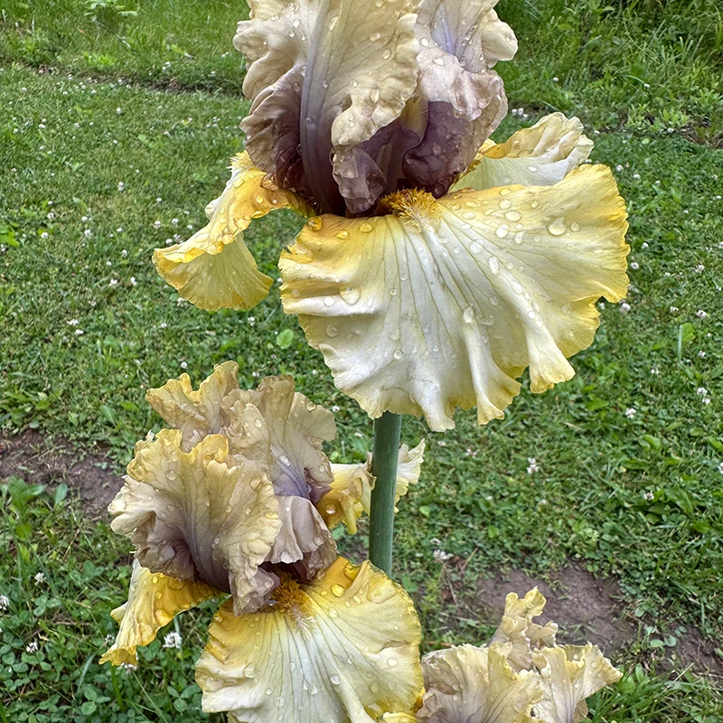 Monsoon Moon Bearded Iris - Image 2