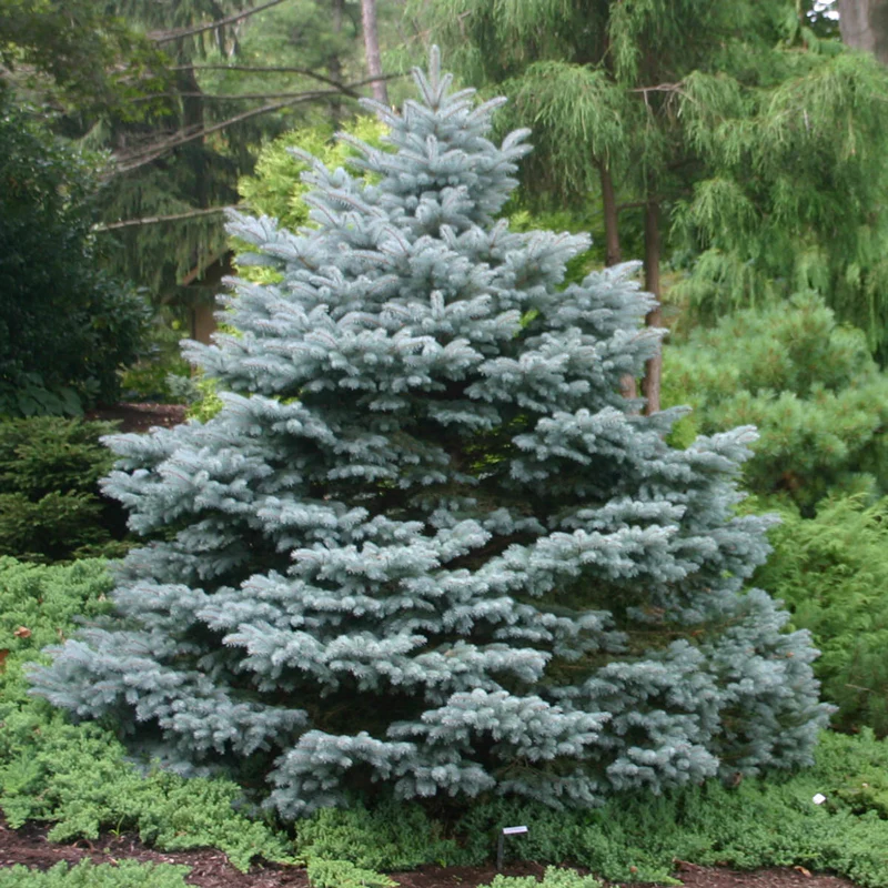 Montgomery Blue Spruce - Image 3