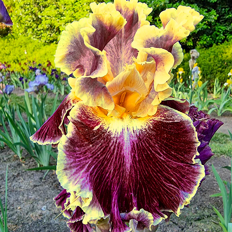 Montmartre Reblooming Iris - Image 2