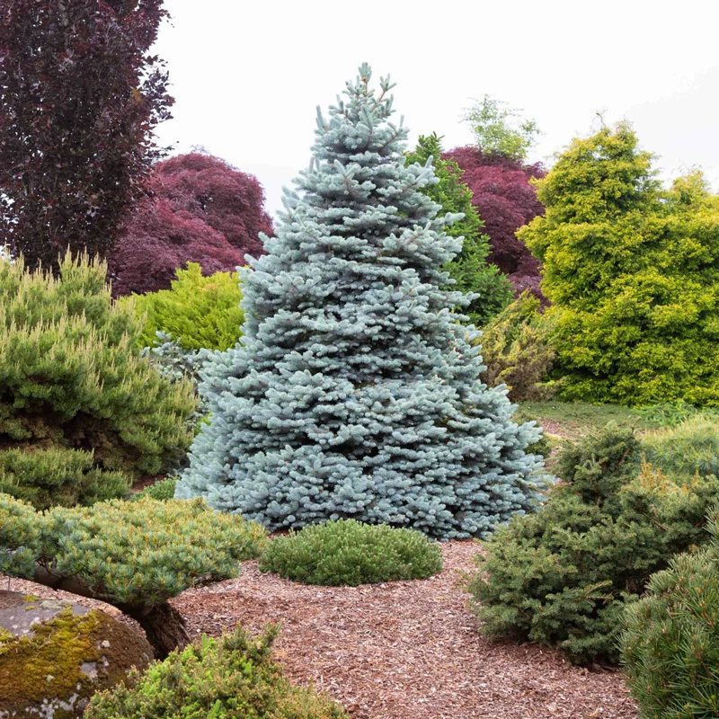 Monty® Blue Spruce - Image 3