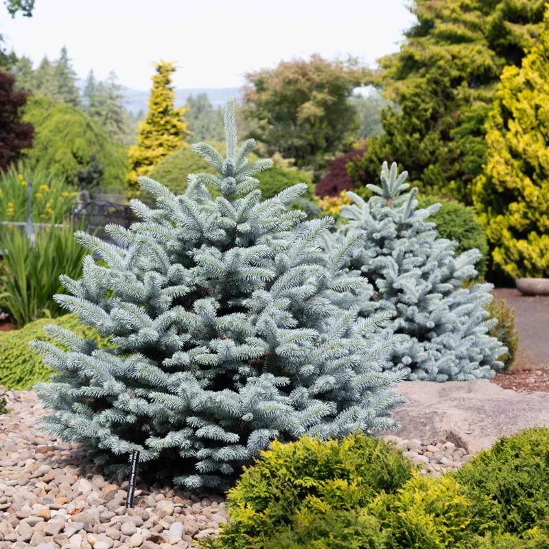 Monty® Blue Spruce - Image 4