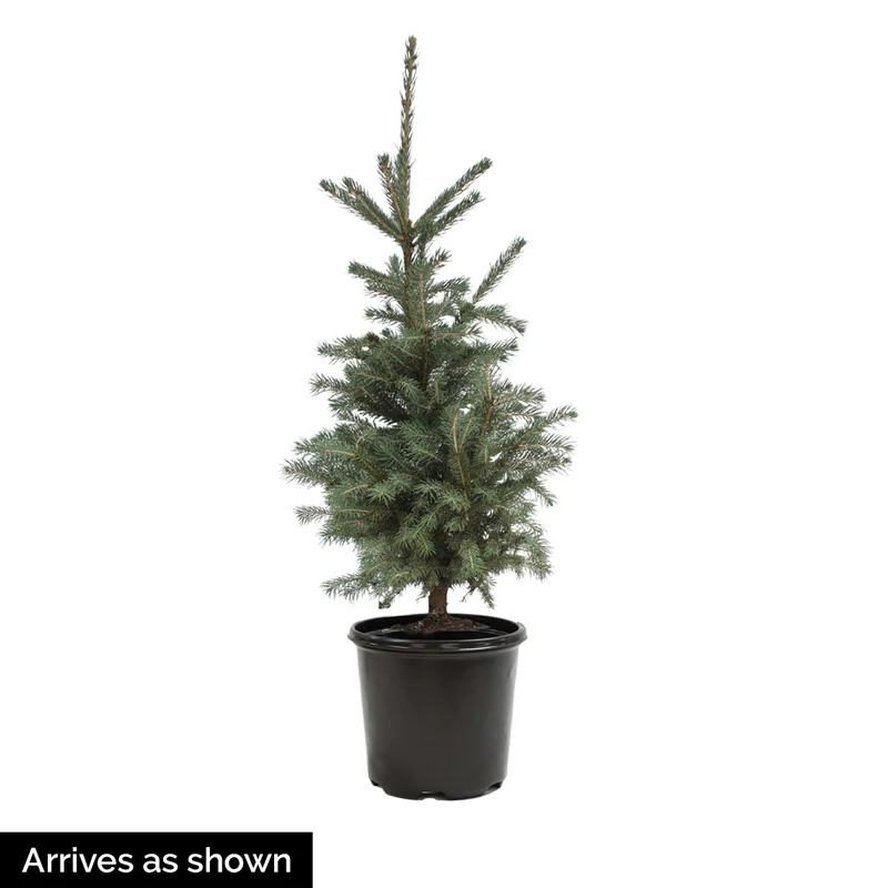 Monty® Blue Spruce - Image 5