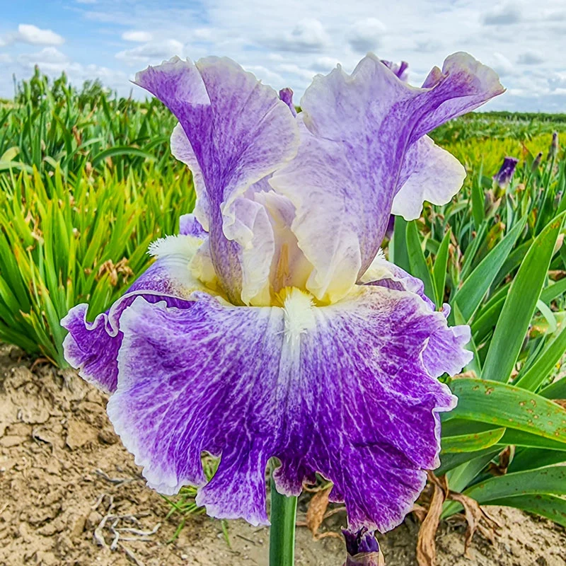 Moonlit Water Bearded Iris