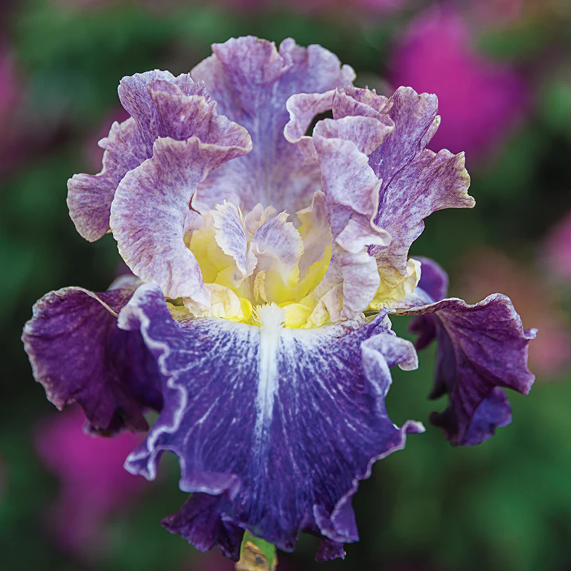 Moonlit Water Bearded Iris - Image 2