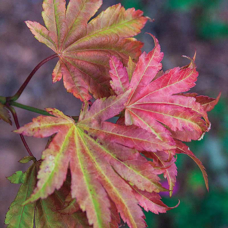 Moonrise Japanese Maple - Image 2