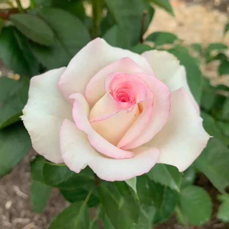 Moonstone™ Hybrid Tea Rose - Image 2
