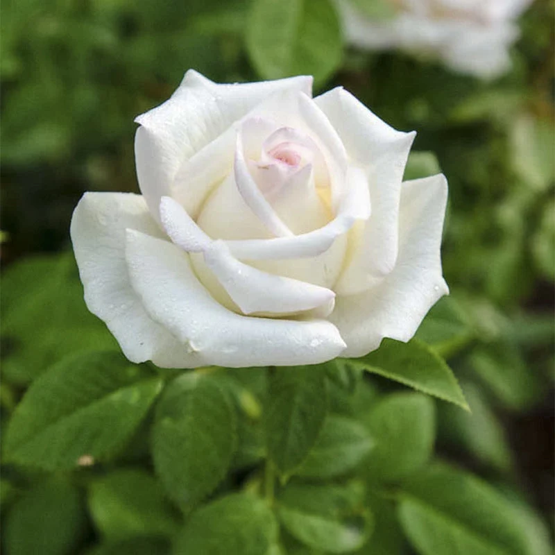 Moonstone™ Hybrid Tea Rose - Image 3