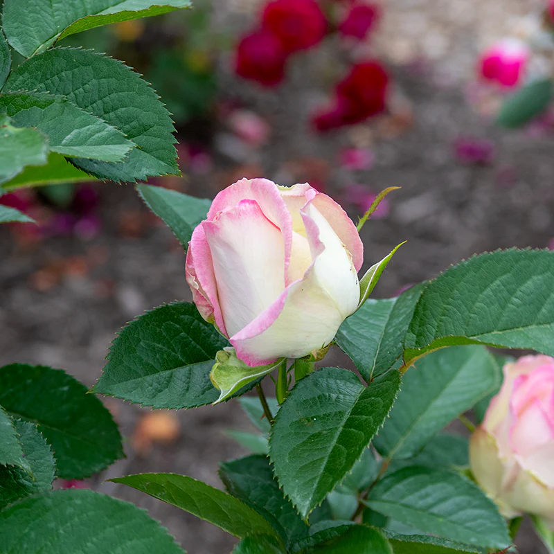 Moonstone™ Hybrid Tea Rose - Image 4
