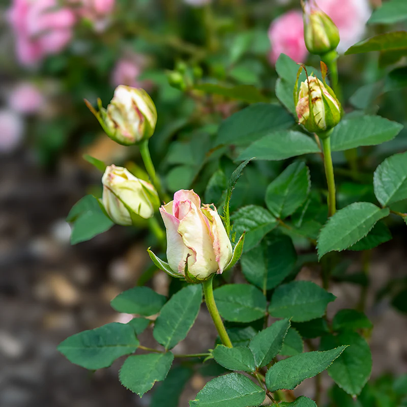 Moonstone™ Hybrid Tea Rose - Image 5