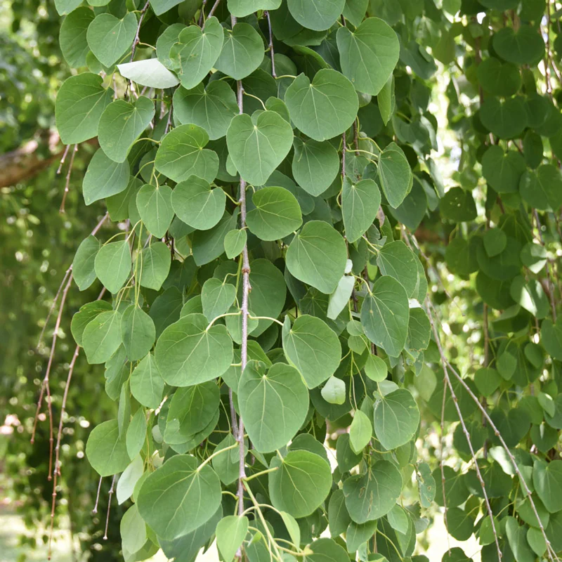 Morioka Weeping Katsura - Image 3