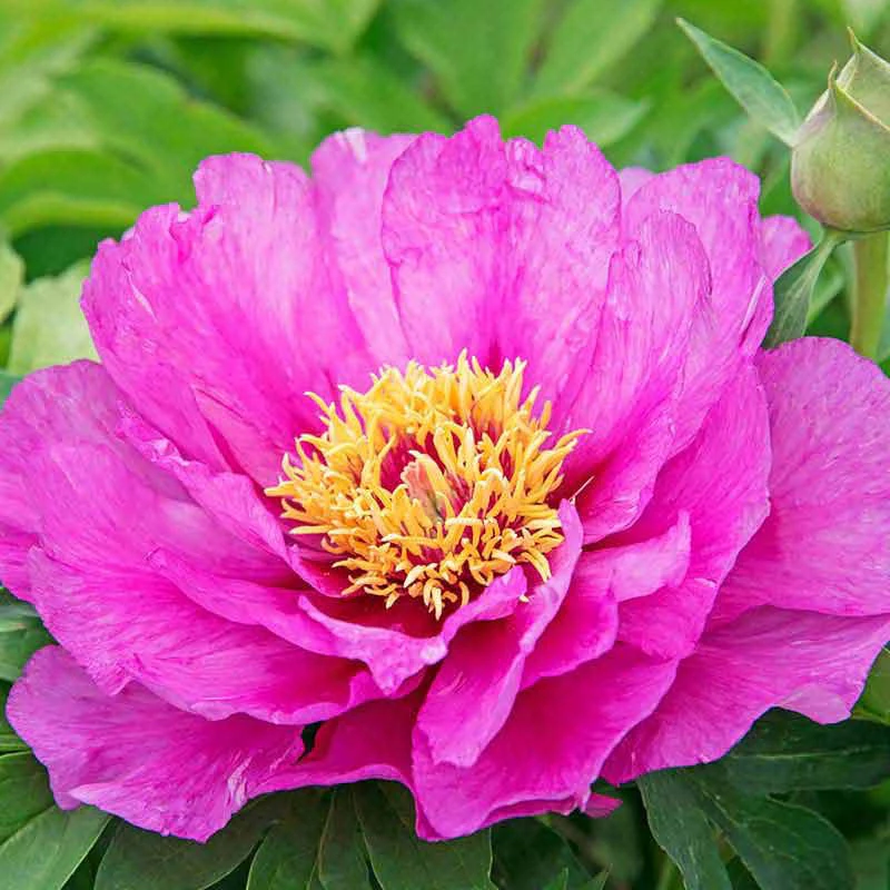 Morning Lilac Itoh Peony - Image 3