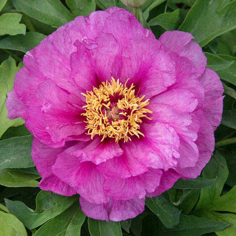 Morning Lilac Itoh Peony - Image 4