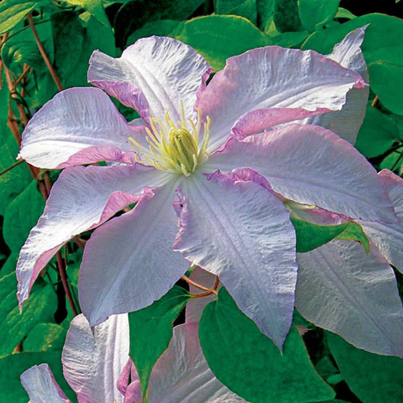 Clematis Morning Mist Vancouver™