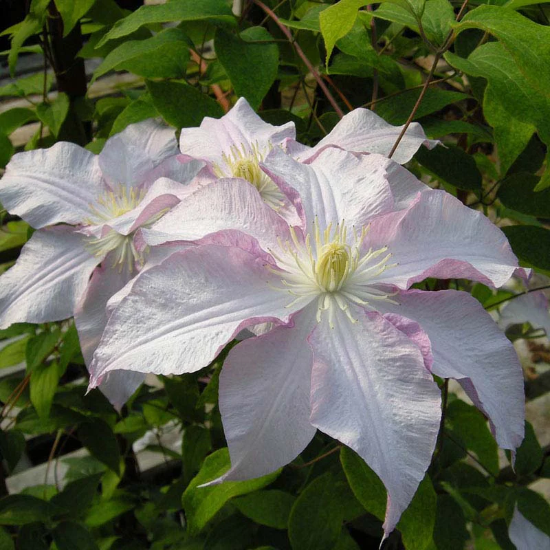 Clematis Morning Mist Vancouver™ - Image 2