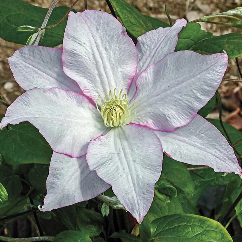 Clematis Morning Mist Vancouver™ - Image 3
