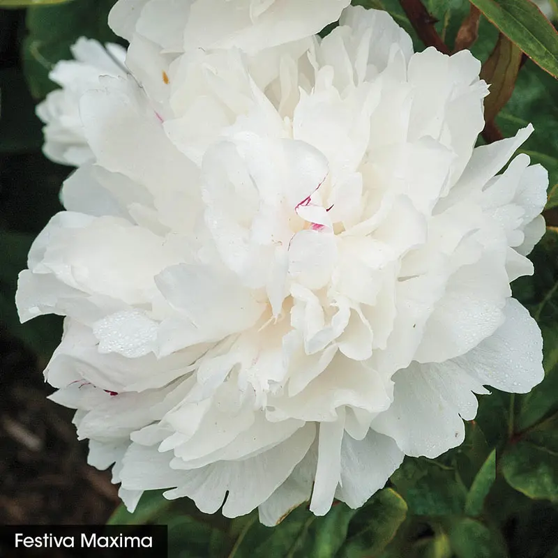 Most Fragrant Peony Collection - Image 2