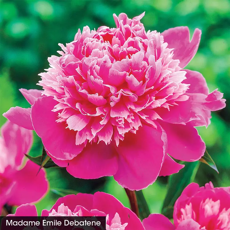 Most Fragrant Peony Collection - Image 3