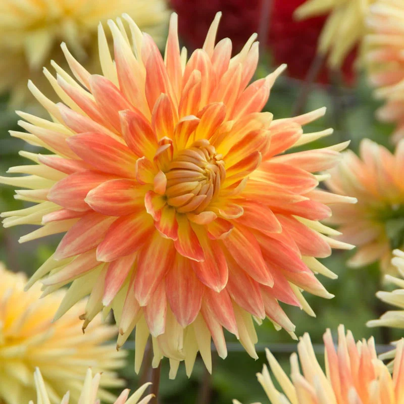 Motto Dinnerplate Dahlia