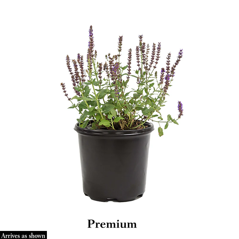 Moulin Rouge Salvia - Image 3