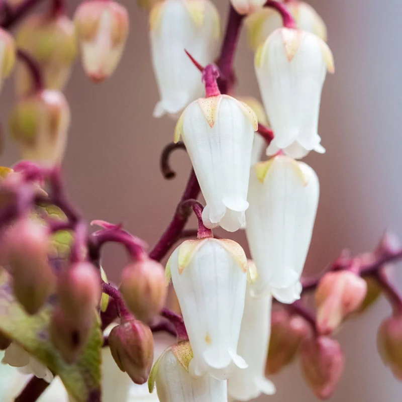 Mountain Fire Pieris - Image 2