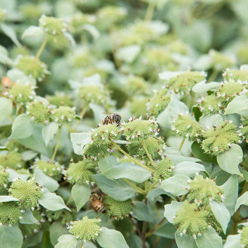 Mountain Mint - Image 3