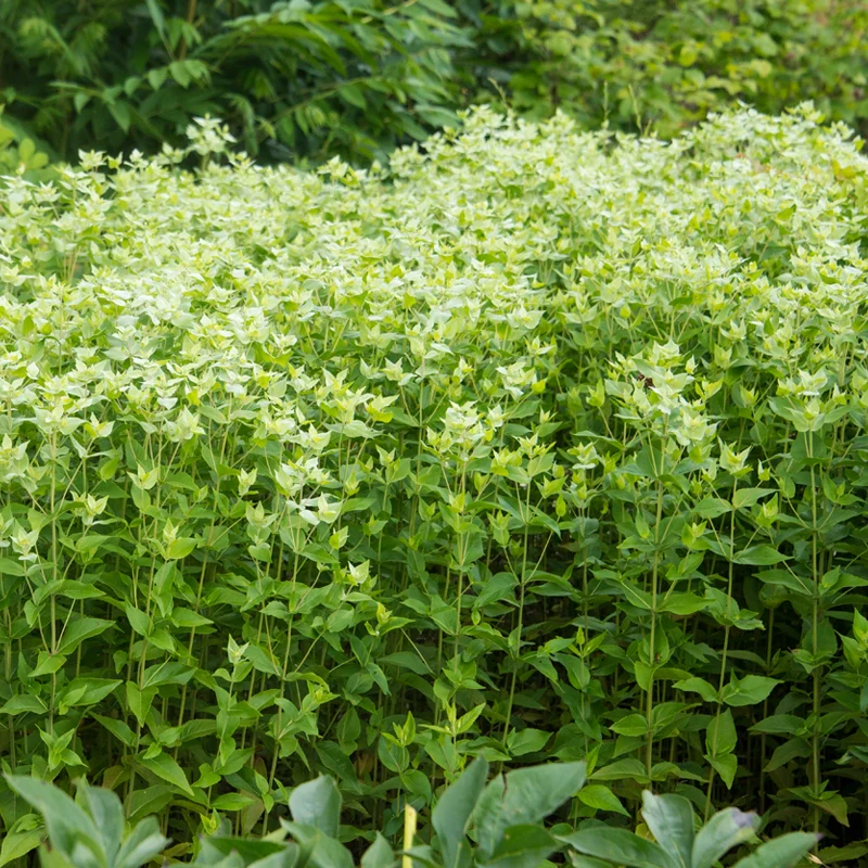 Mountain Mint - Image 4