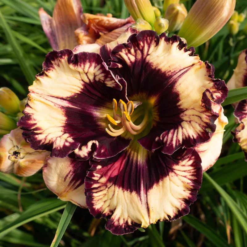 Moussaka Daylily - Image 4