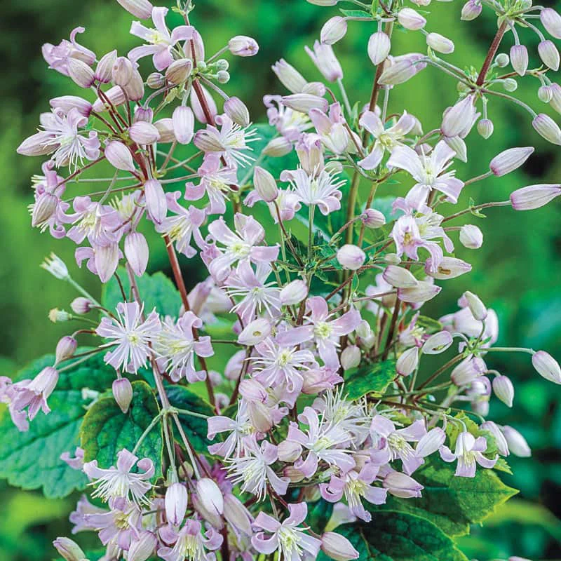 Clematis Mrs. Robert Brydon - Image 2