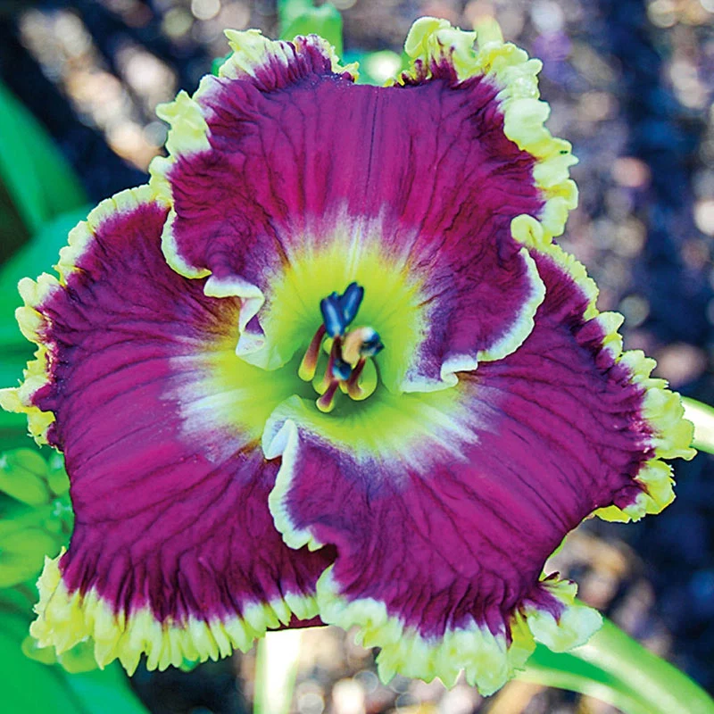Mulberry Freeze Jumbo Daylily