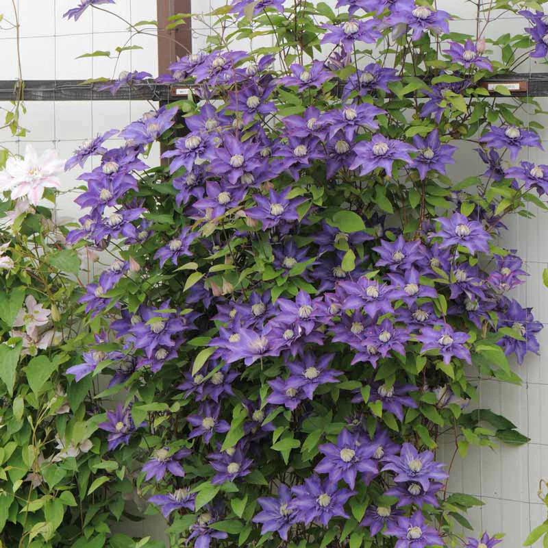 Clematis Multi Blue - Image 2