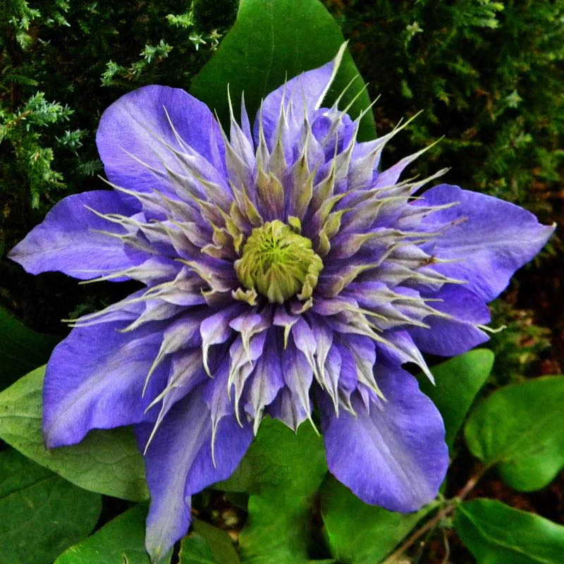 Clematis Multi Blue - Image 3